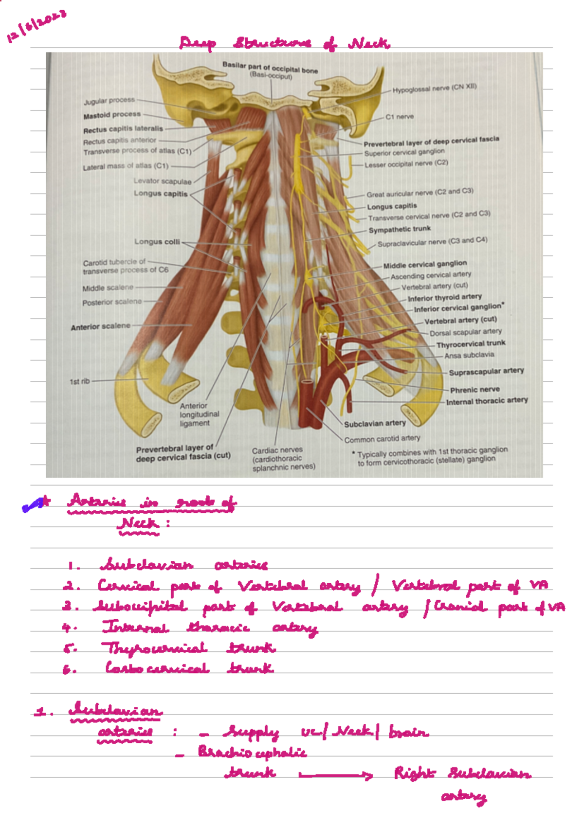 Deep structure of neck - Notes - Medical Terminology - Studocu