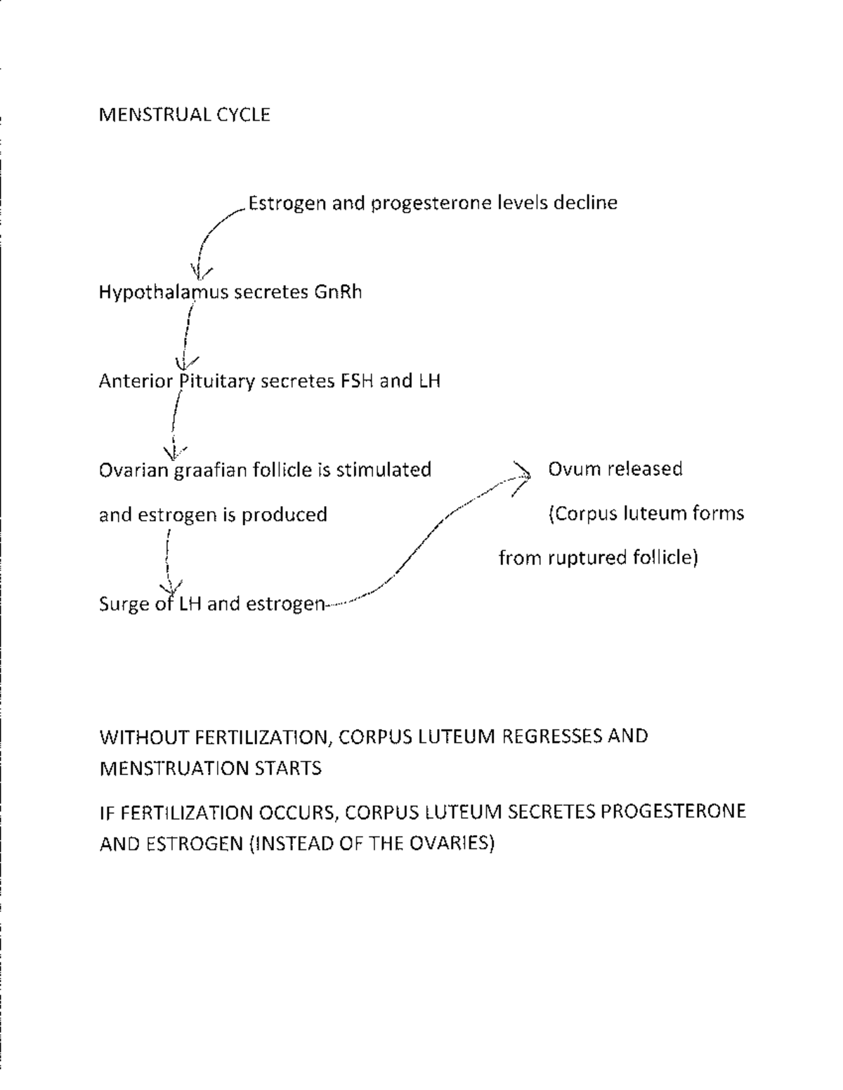 Menstrual Cycle 2 - NURS 330 - MENSTRUAL CYCLE Estrogen and ...