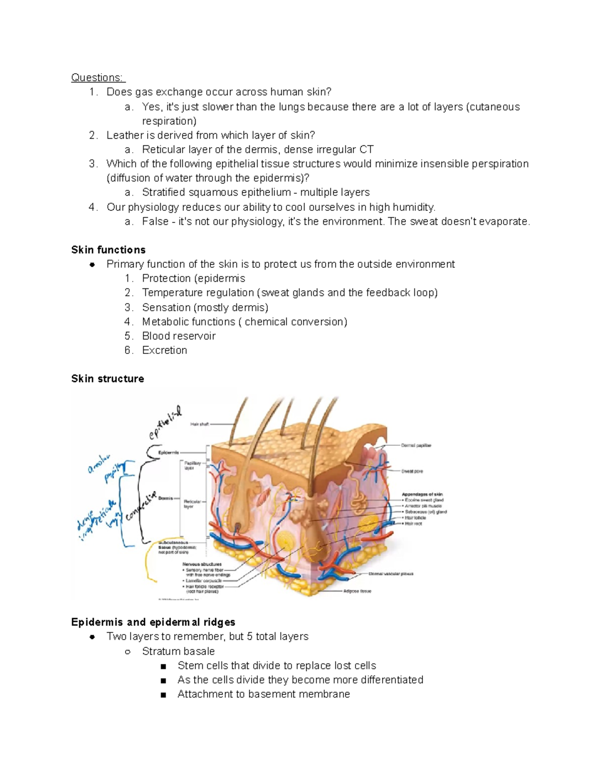 Exam 2 notes - kin 270 - Questions: 1. Does gas exchange occur across ...