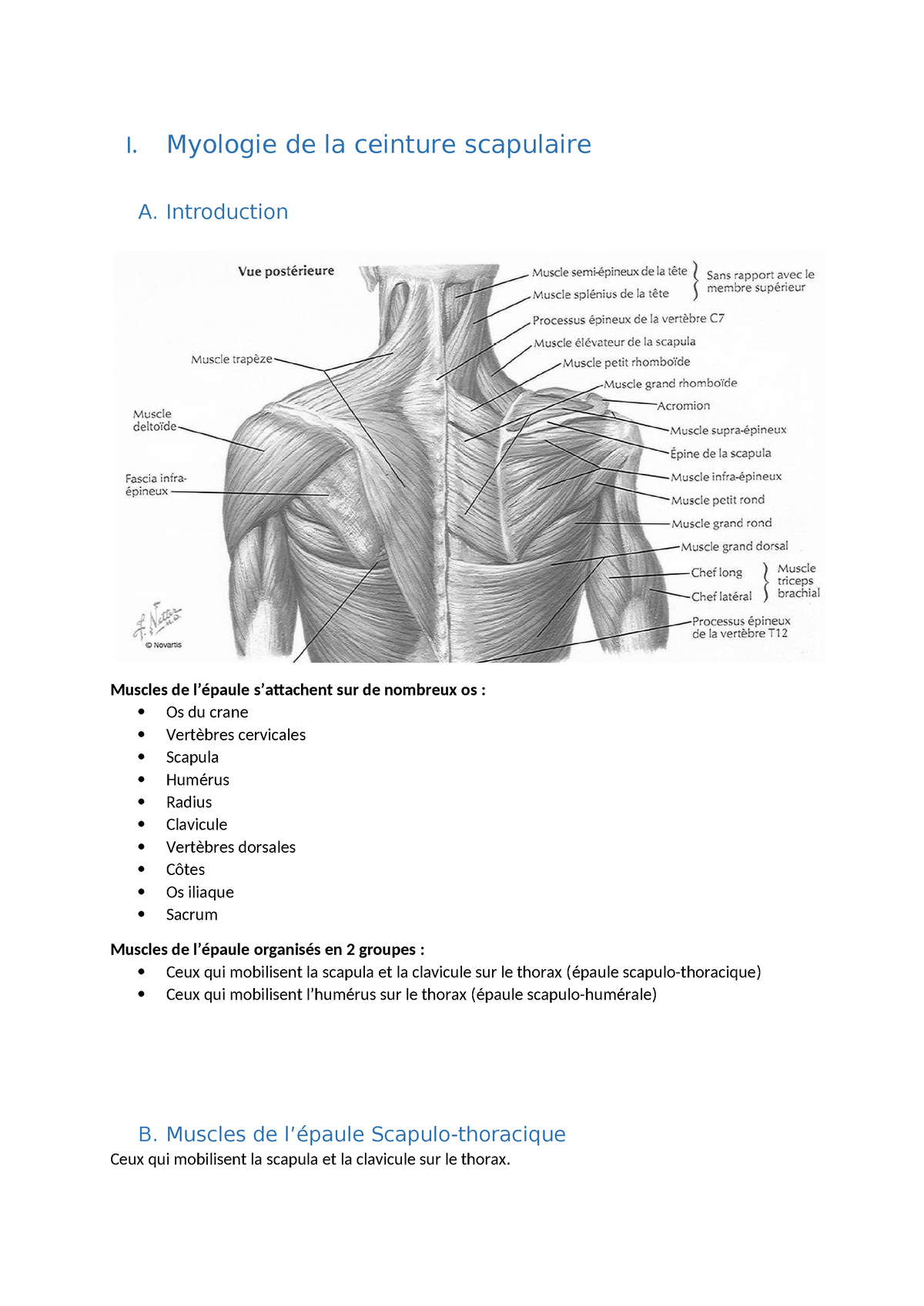 Cours L2 Anatomie - I. Myologie De La Ceinture Scapulaire A ...