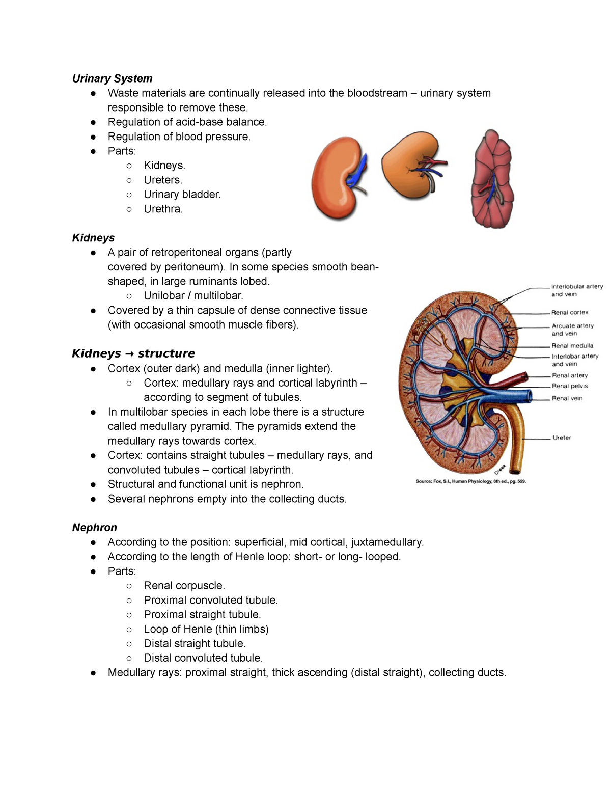 Urinary System - Lectures from Animal Science year 2 with Ioannis ...