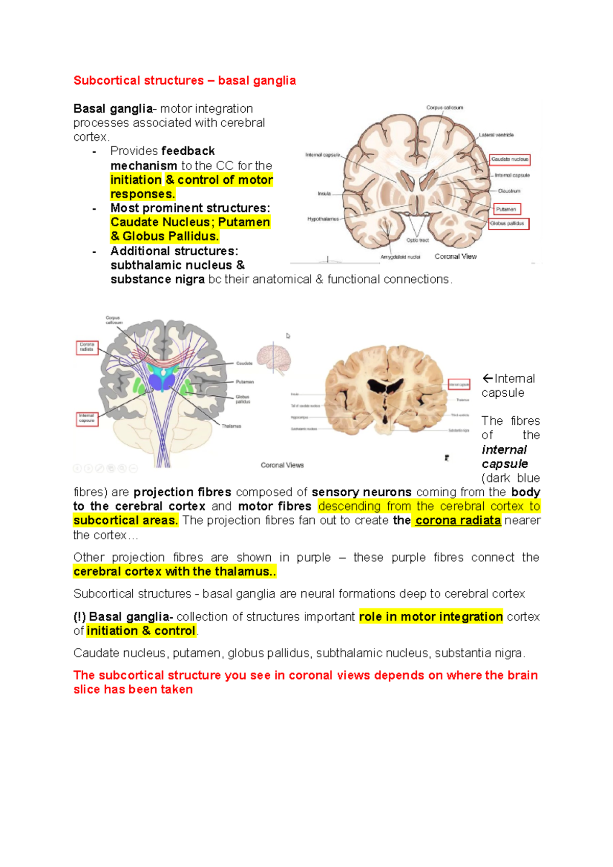 Subcortical structures - Provides feedback mechanism to the CC for the ...