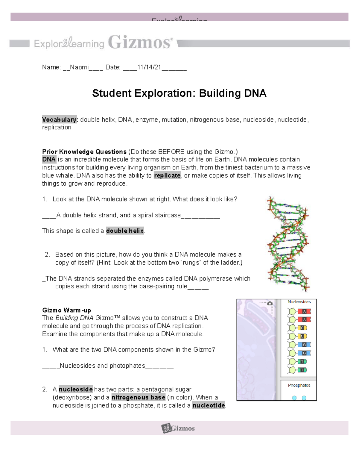 Student Exploration Building DNA Gizmos - BINF 8950 - UGA - Studocu