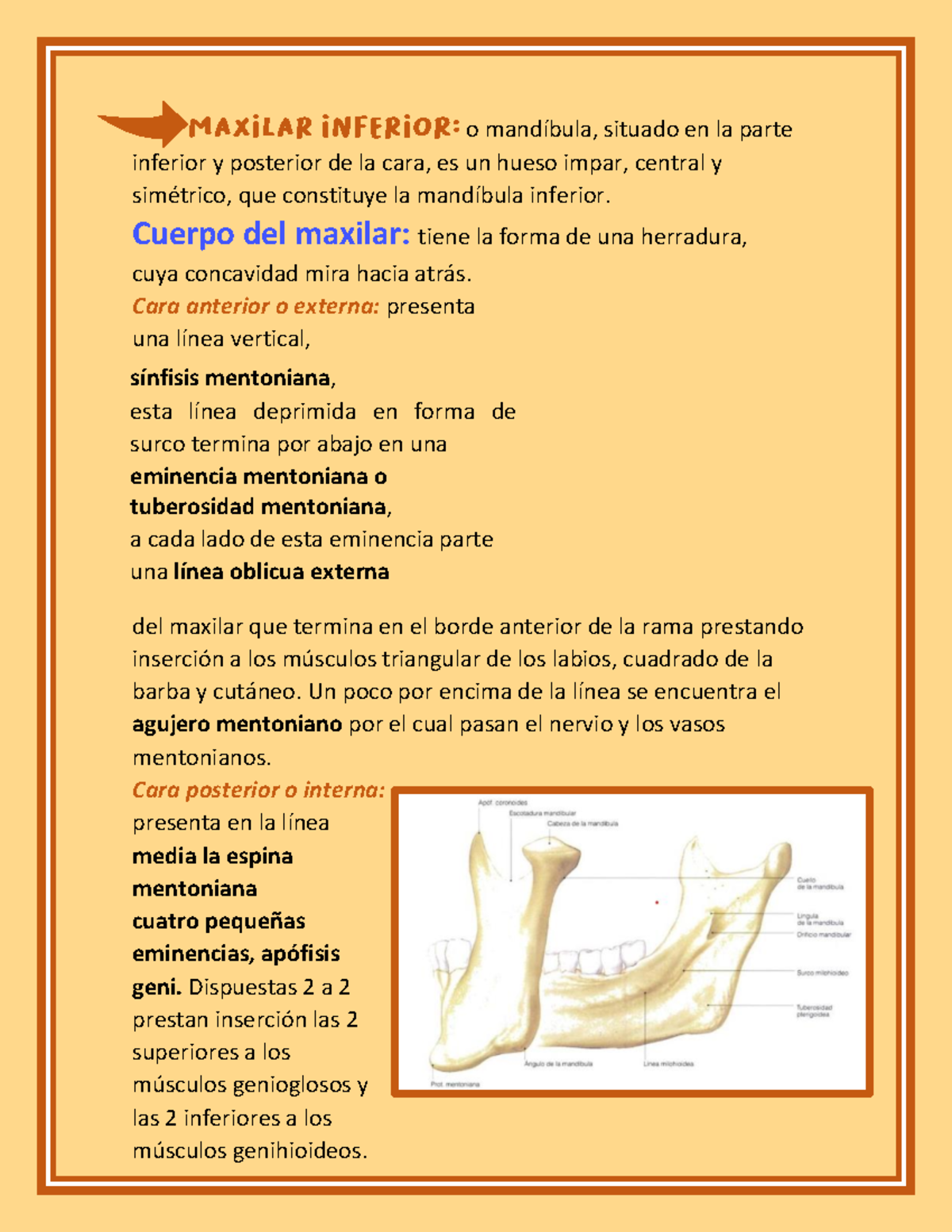 Maxilar inferior car - anatomía - o mandíbula, situado en la parte ...