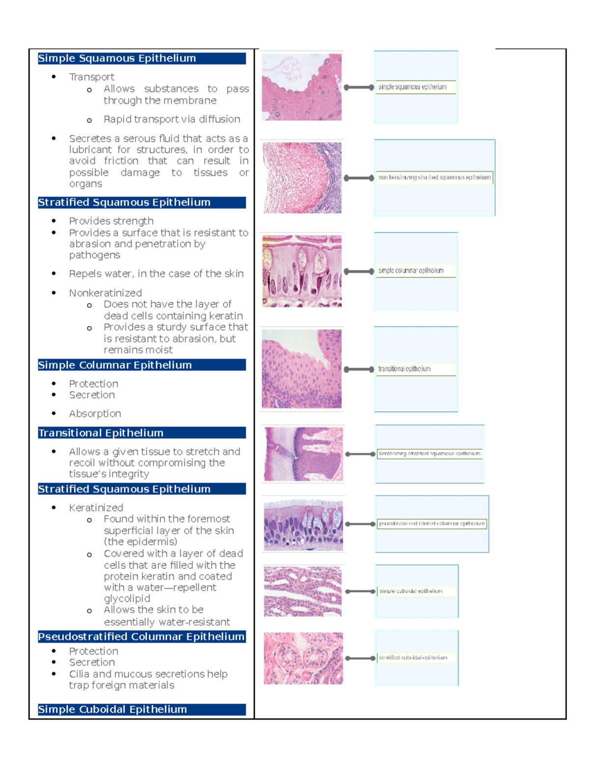 Epithelium Tissue - Simple Squamous Epithelium Transport o Allows ...