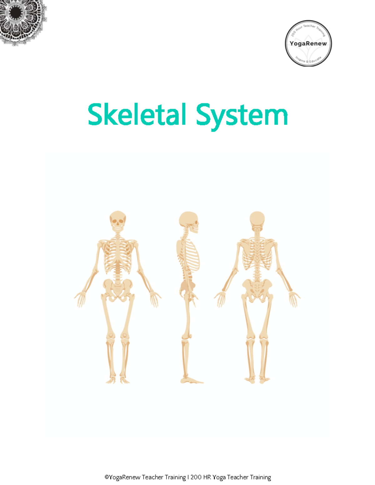 Skeletal System Quick Reference - Skeletal System Overview Our skeletal ...