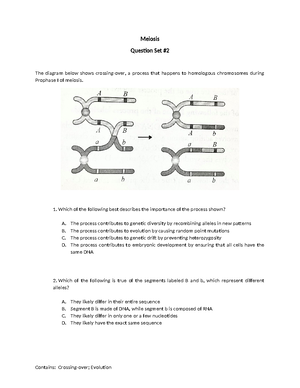 Meiosis+-+Question+Set+#2 - Meiosis Question Set The diagram below ...