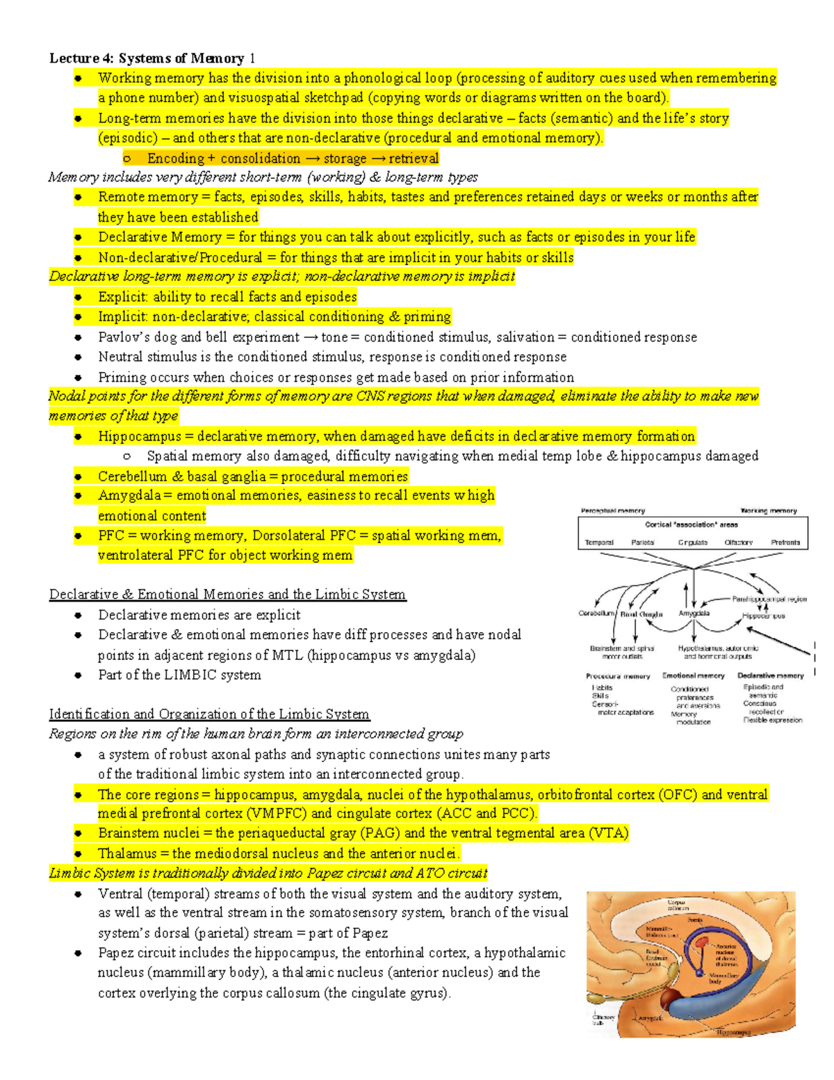 Lecture 4 Class Notes - Working memory has the division into a ...