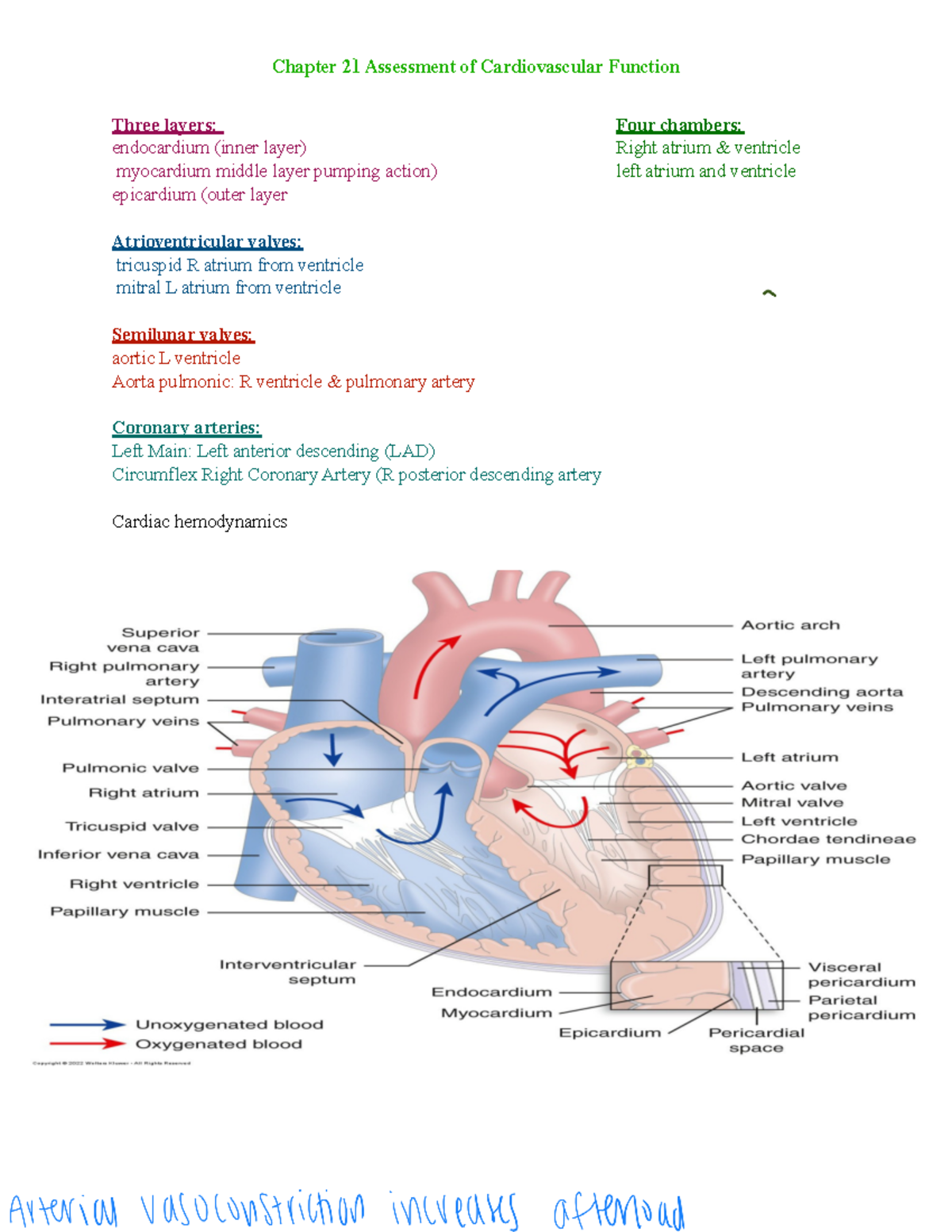 Exam 2 notes med surg - Chapter 21 Assessment of Cardiovascular ...