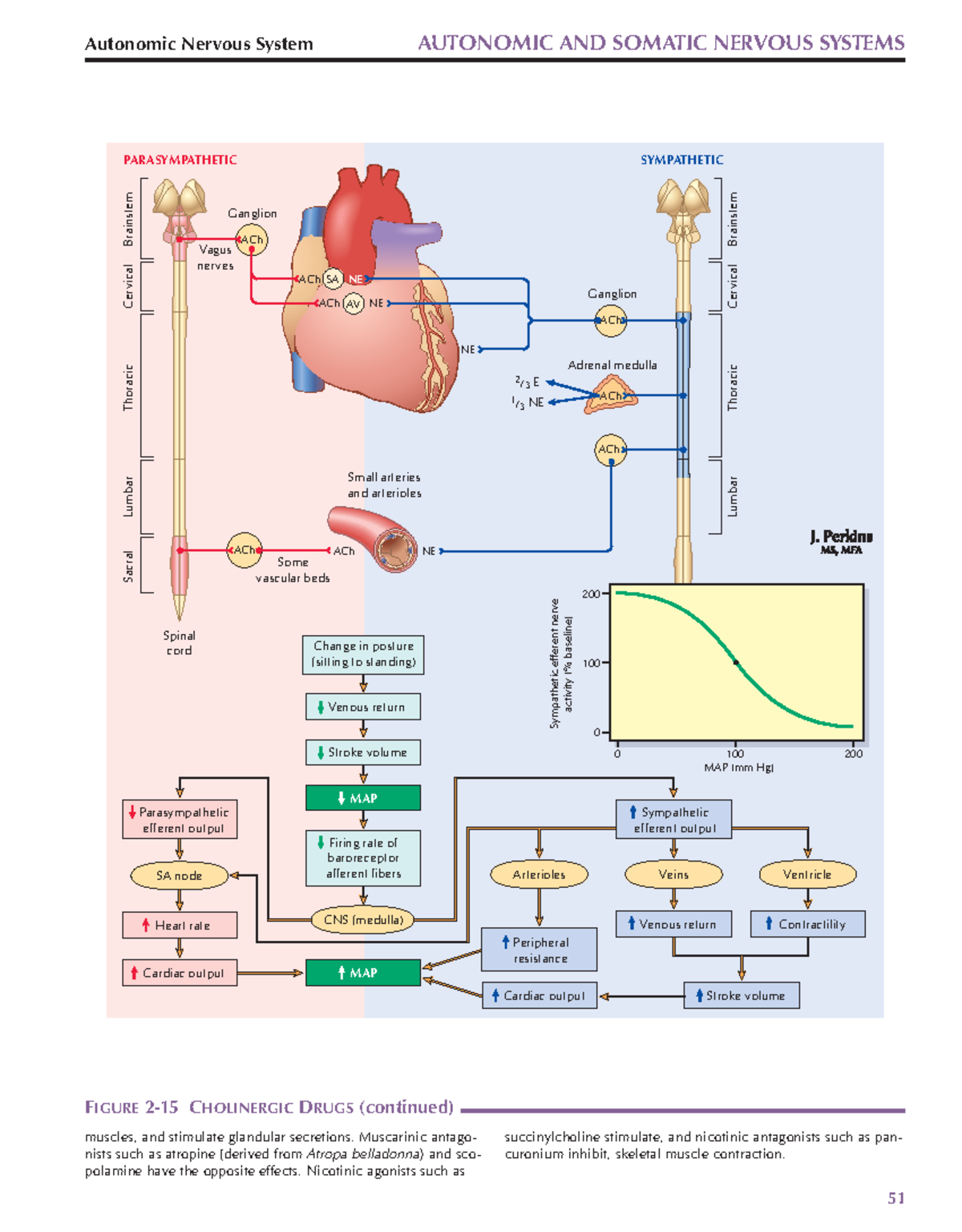 Parte 4aaaaaaaaaaaaaaaasddas - Autonomic Nervous System AUTONOMIC AND ...