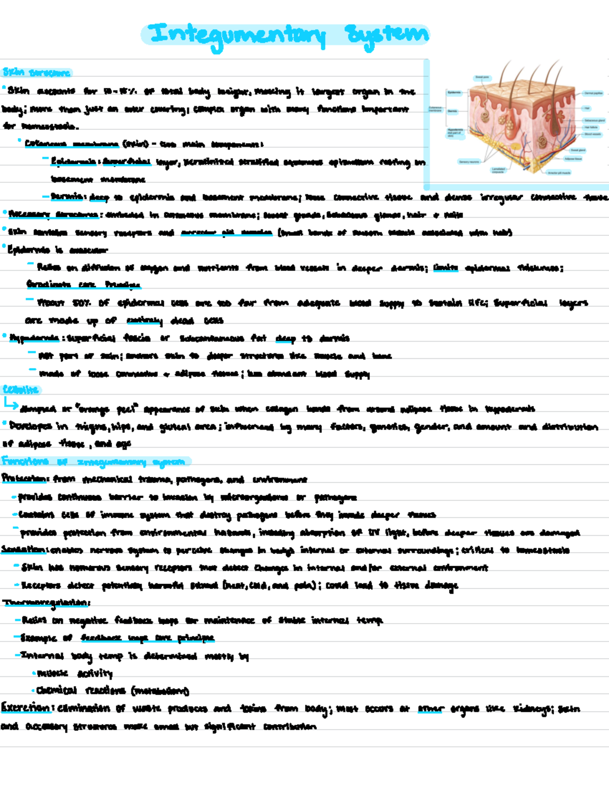 Integumentary System Lecture Notes - Integumentary System Skin ...