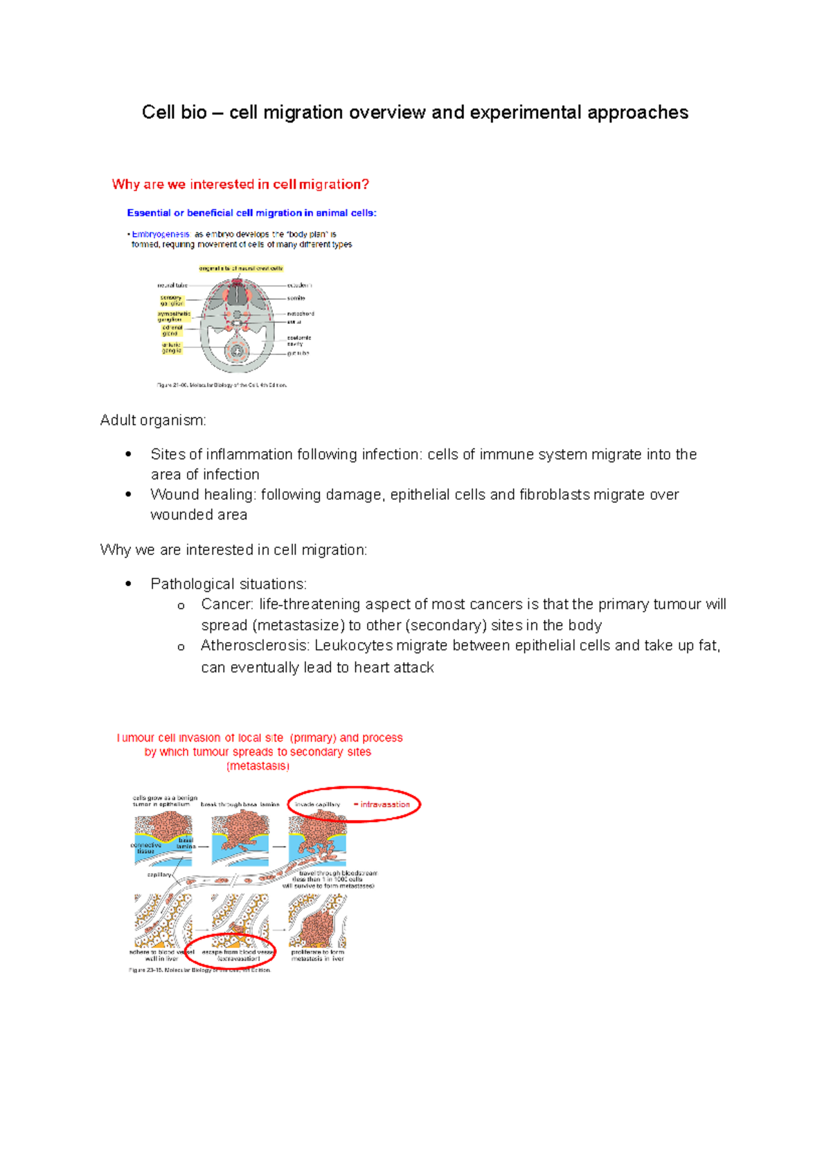 Cell bio – cell migration overview and experimental approaches - growth ...