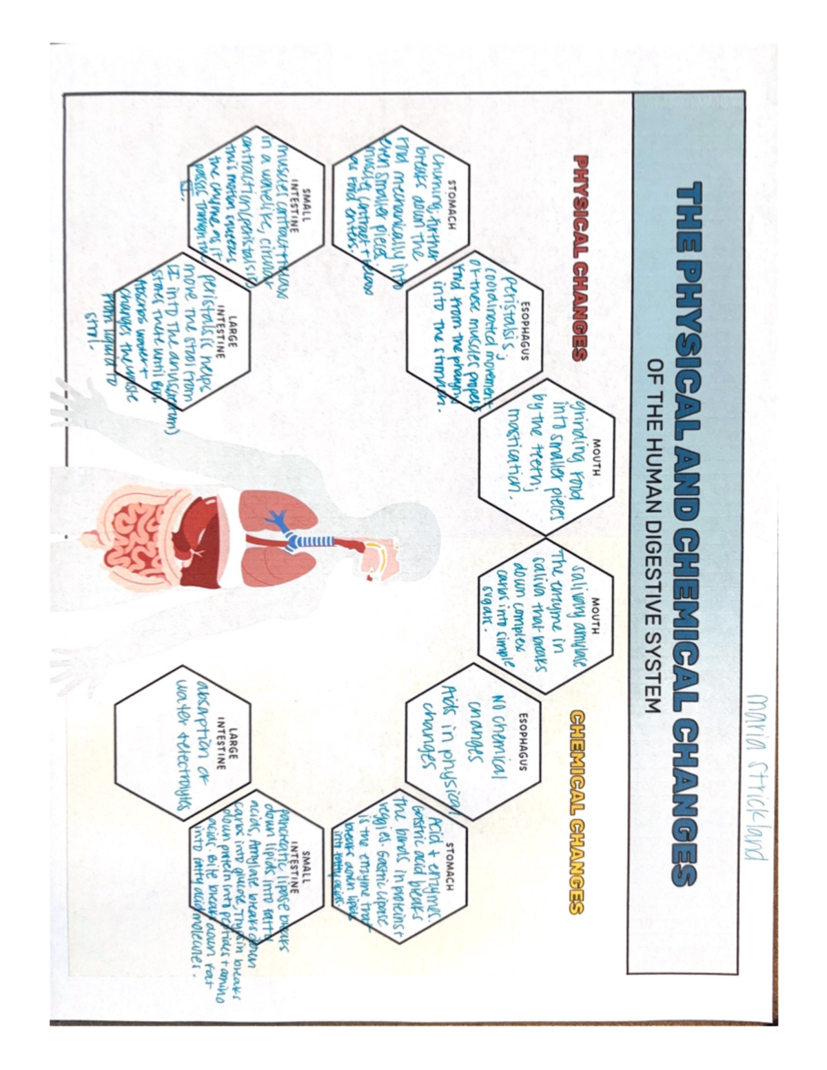 THE Physical AND Chemical Changes - maria strickland THE PHYSICAL AND ...