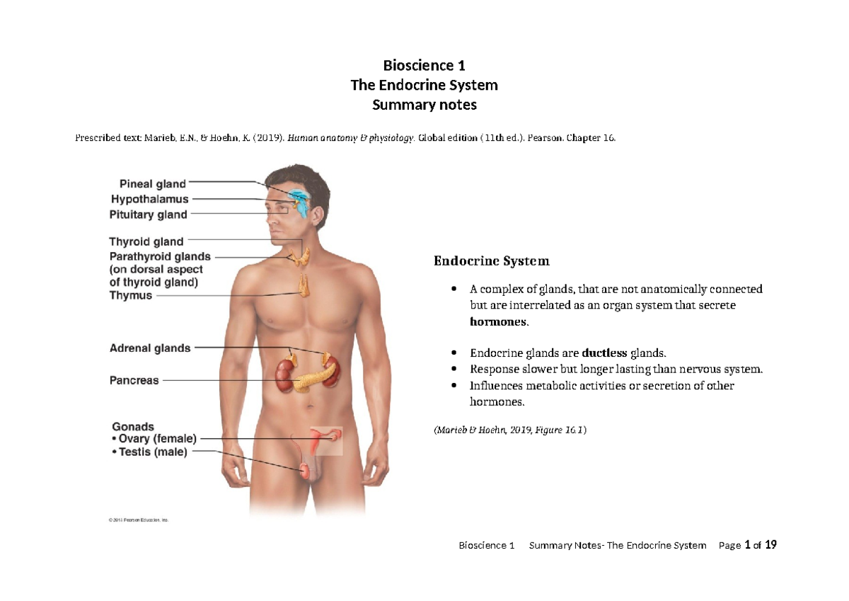 Endocrine System Summary Notes 2023 - Bioscience 1 The Endocrine System ...