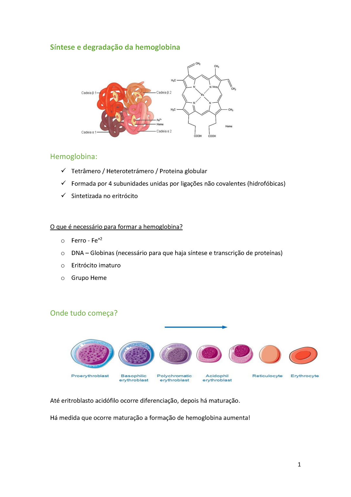 1 Síntese E Degradação Da Hemoglobina Warning Tt Undefined Function 32 Warning Tt 8942