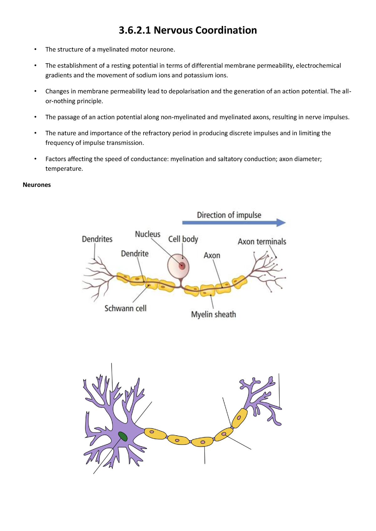 Nervous system and nervous coordination - 3.6.2 Nervous Coordination ...