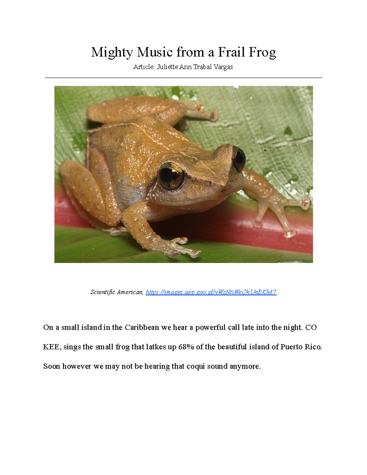 Research about Coqui frog in Puerto Rico Mighty Music from a Frail