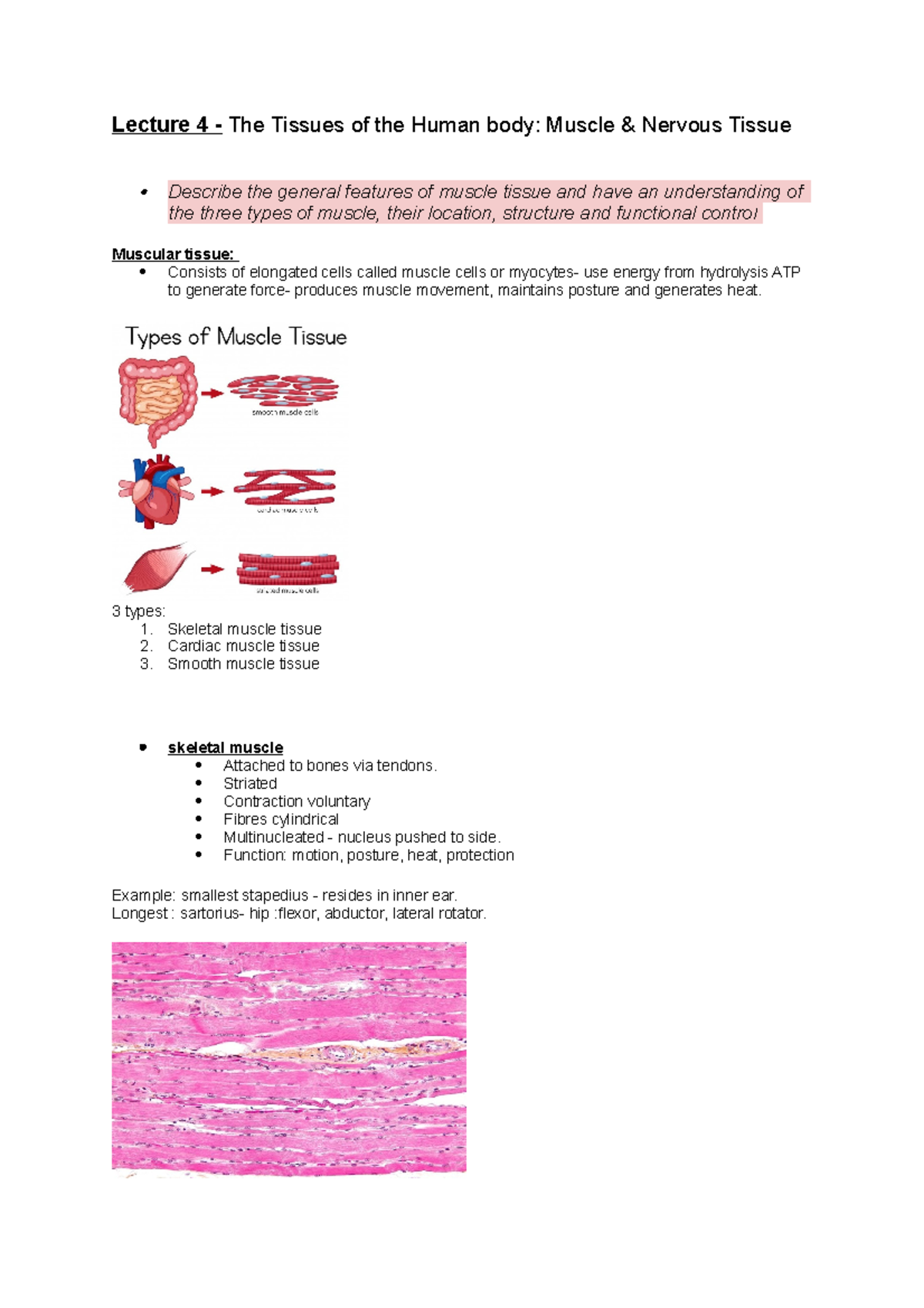 Lecture 4 Lecture 4 The Tissues Of The Human Body Muscle Amp Nervous Tissue Describe The Studocu