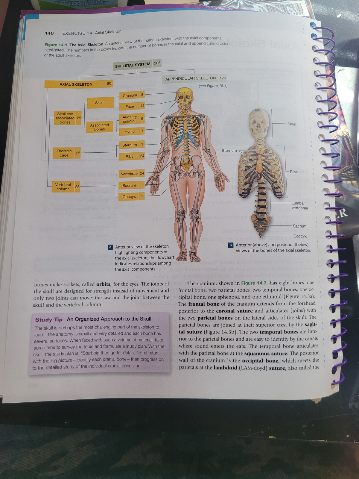 20230309 121052 - this note talks about the the axial skeleton and the ...