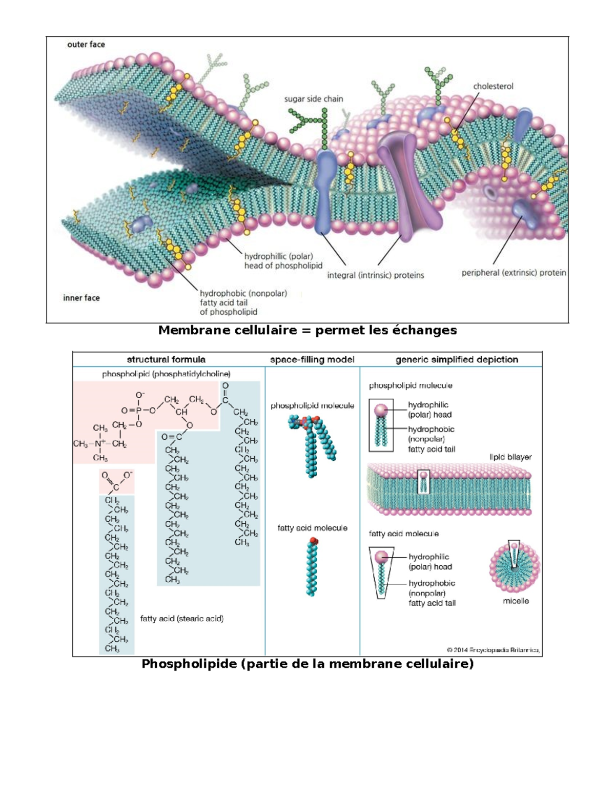 Notes chapitre 1 - Biochi - Membrane cellulaire = permet les échanges ...
