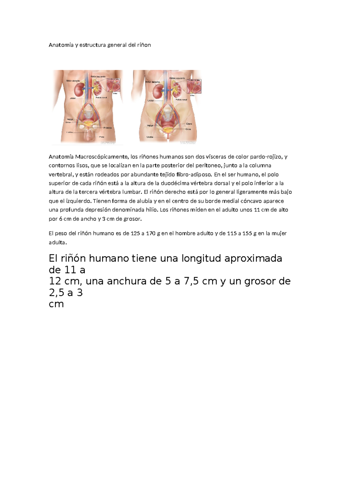 Anatomia y estructura general del riñon - Anatomia y estructura general ...