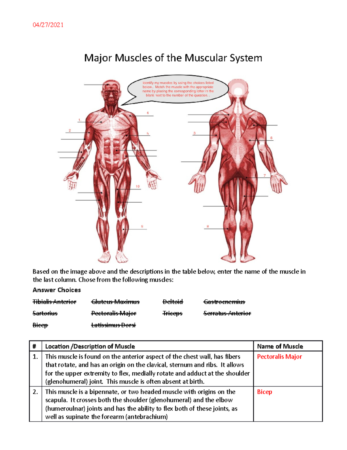 Major Muscles Worksheet - 04/27/ Major Muscles Of The Muscular System ...