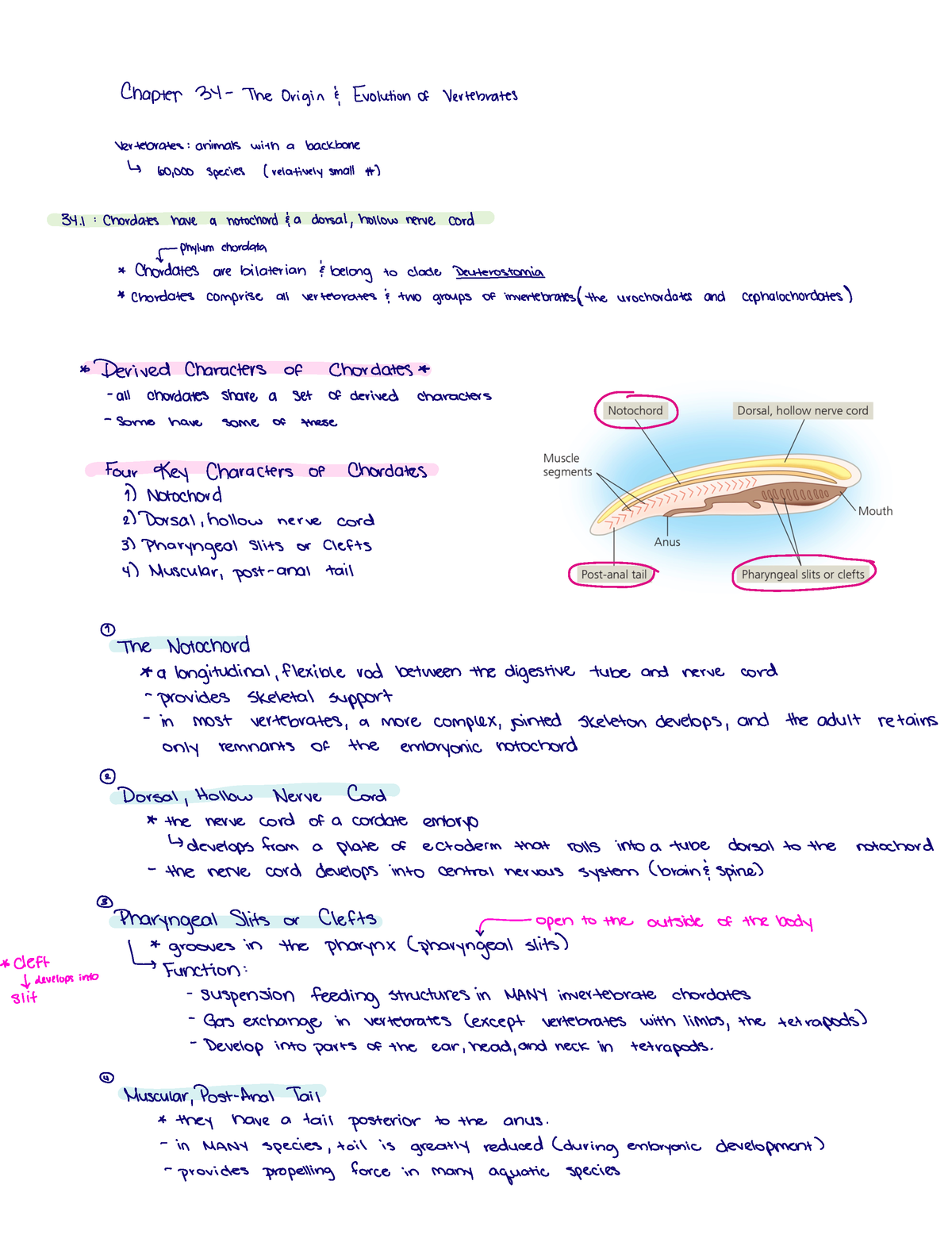 Pearson Biology Ch 34 - Chapter 34 TheOrigin Evolutionof Vertebrates ...