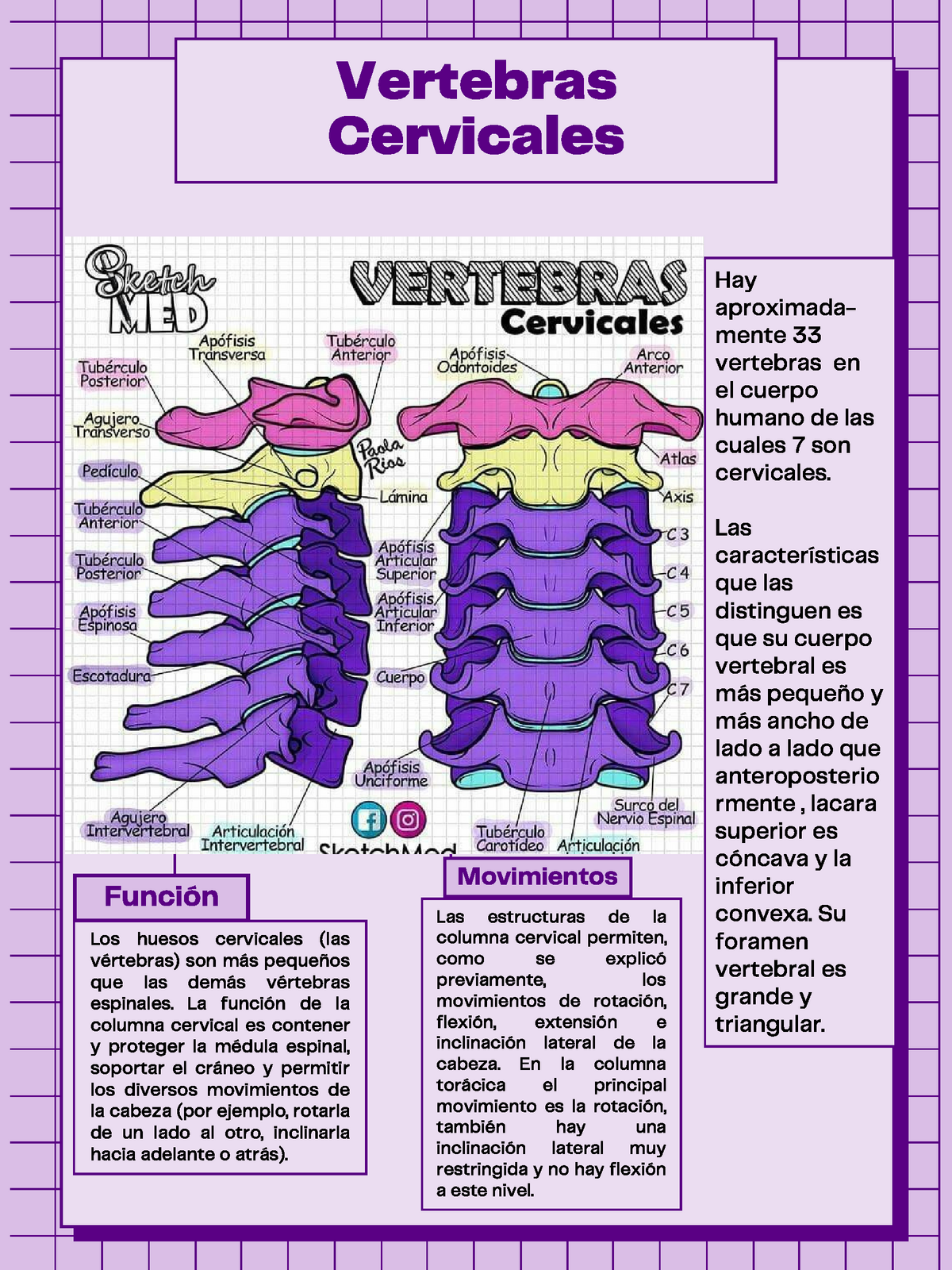 Vertebras Cervicales Resumen Desde Libro De Moore Movimientos Los