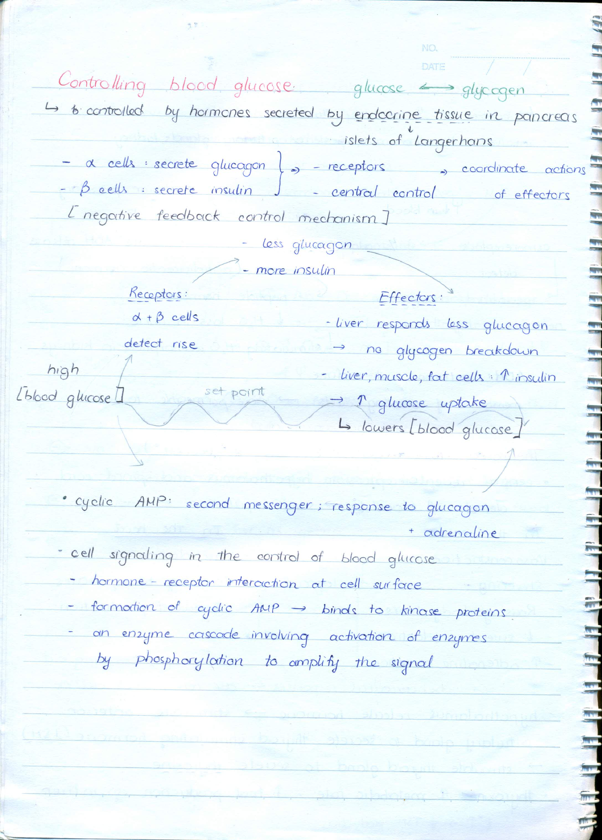 31 - Hello - BIO 130 - Studocu