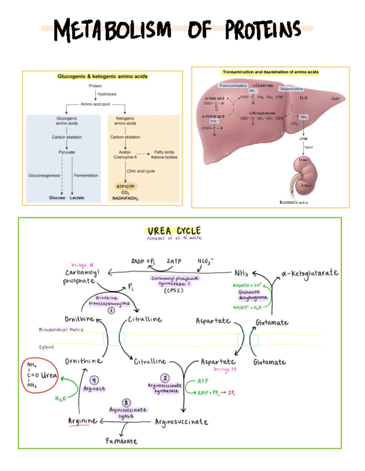Metabolism of Proteins 2 - METABOLISM OF PROTEINS Transamination and ...