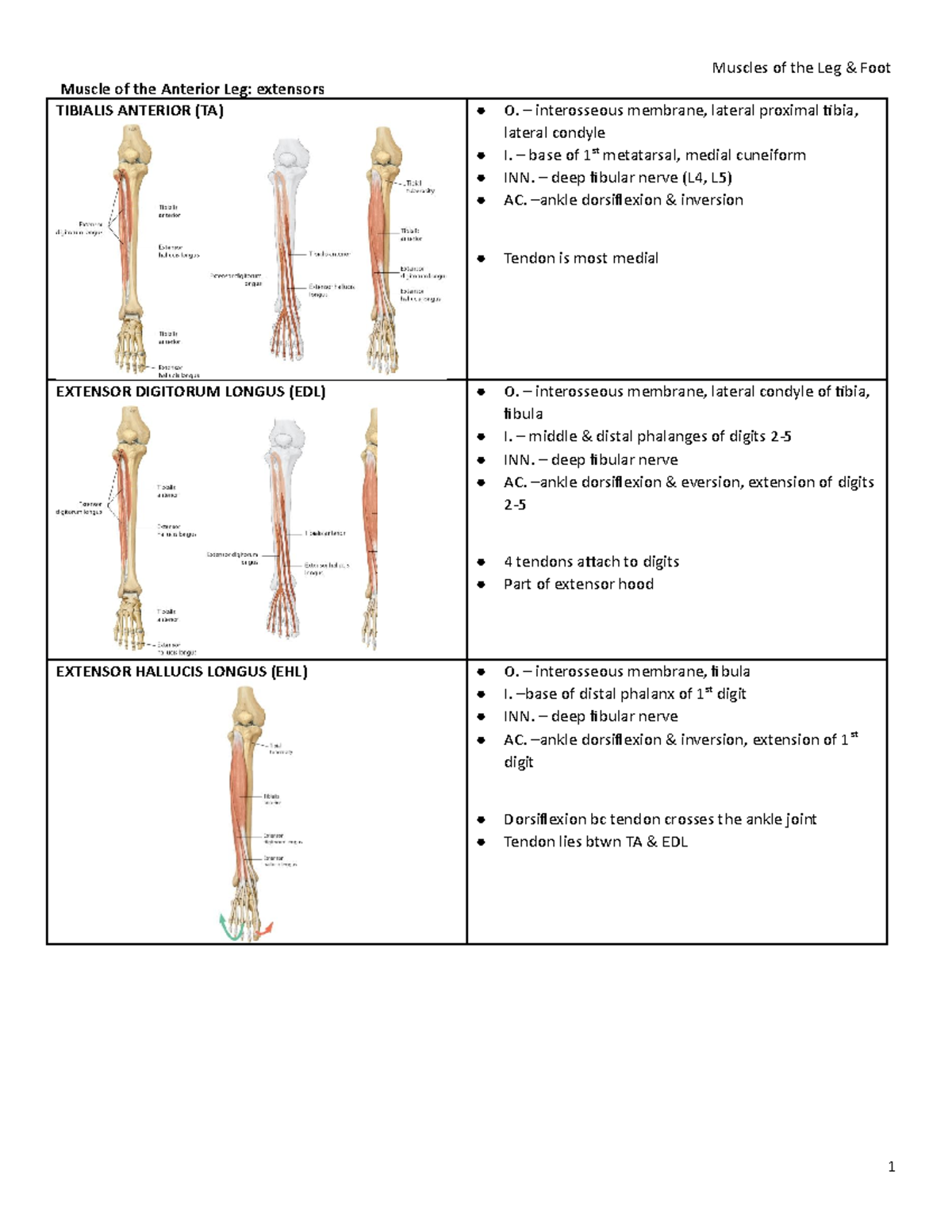 Muscle chart leg & foot Complete - Muscle of the Anterior Leg ...