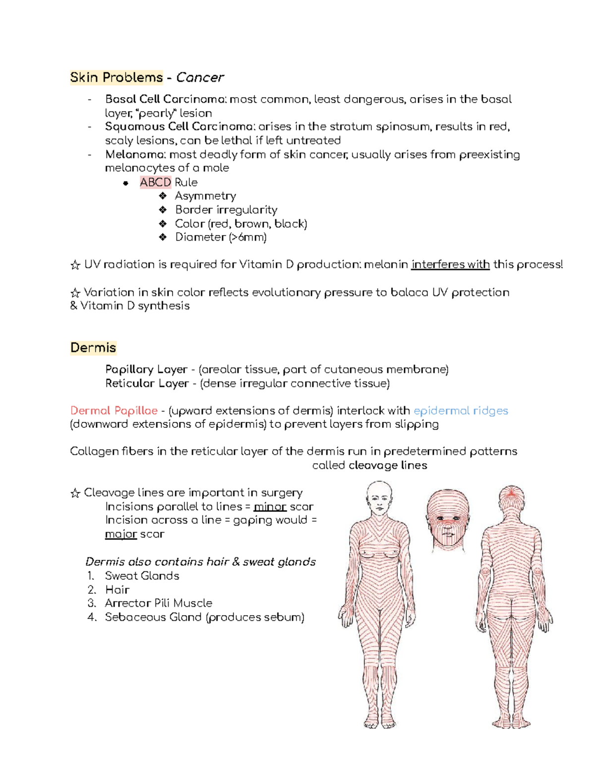 Biology 161 Dani Waters - Skin Problems - Cancer Basal Cell Carcinoma ...
