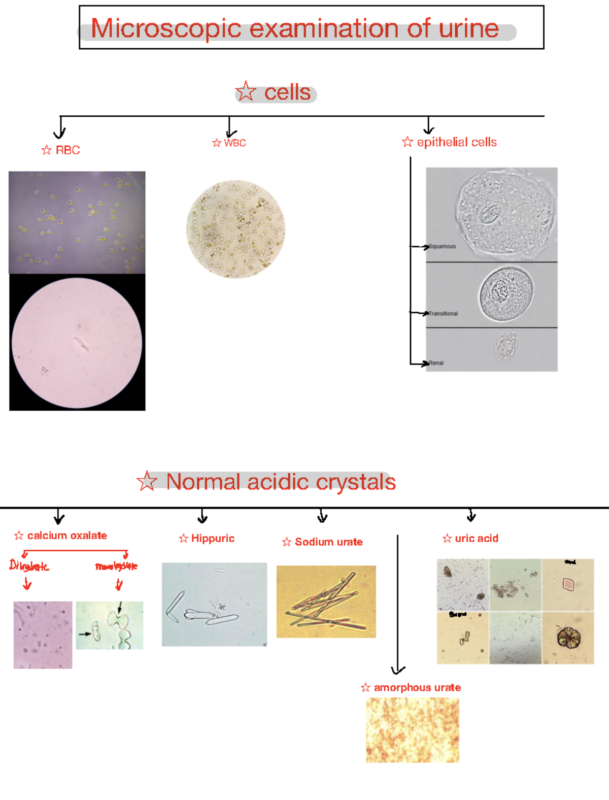 Note 17 Oct 6 - Urinalysis - s Dihydrate monohydrate mona 6 Barre ...