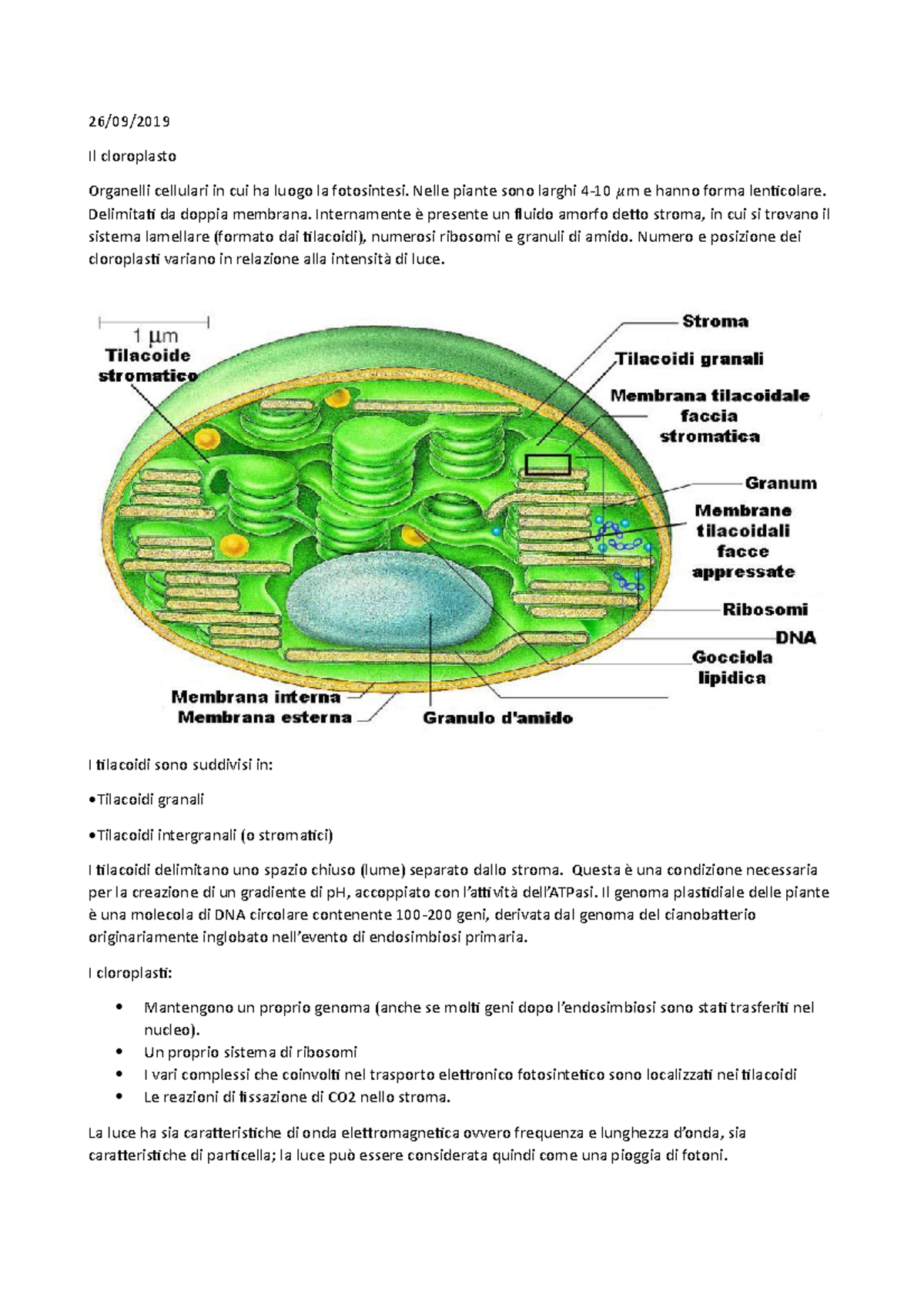 Fisiologia completo - 26/09/ Il cloroplasto Organelli cellulari in cui ...