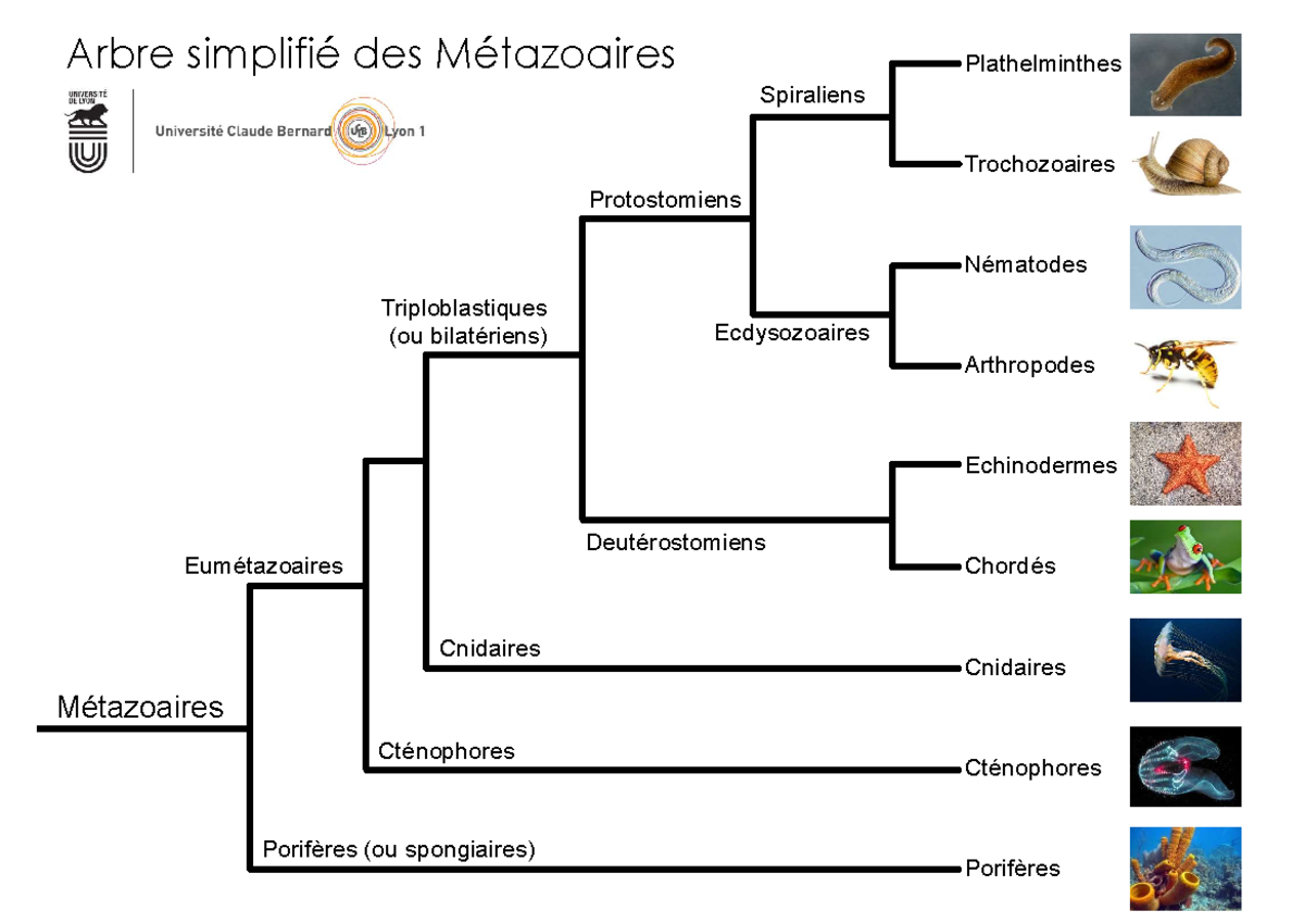 Arbre simplifié metazoaires Métazoaires Triploblastiques (ou