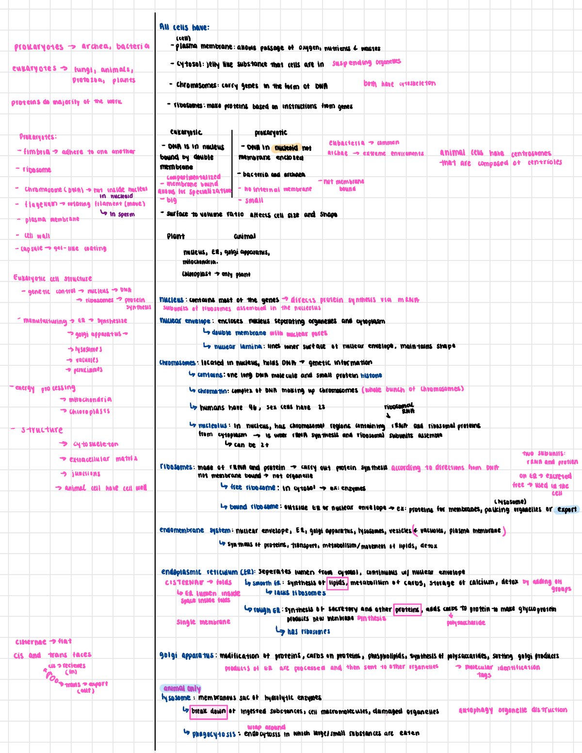 Chapter 6 notes - All cells have : (cell) prokaryotes - > Archea ...