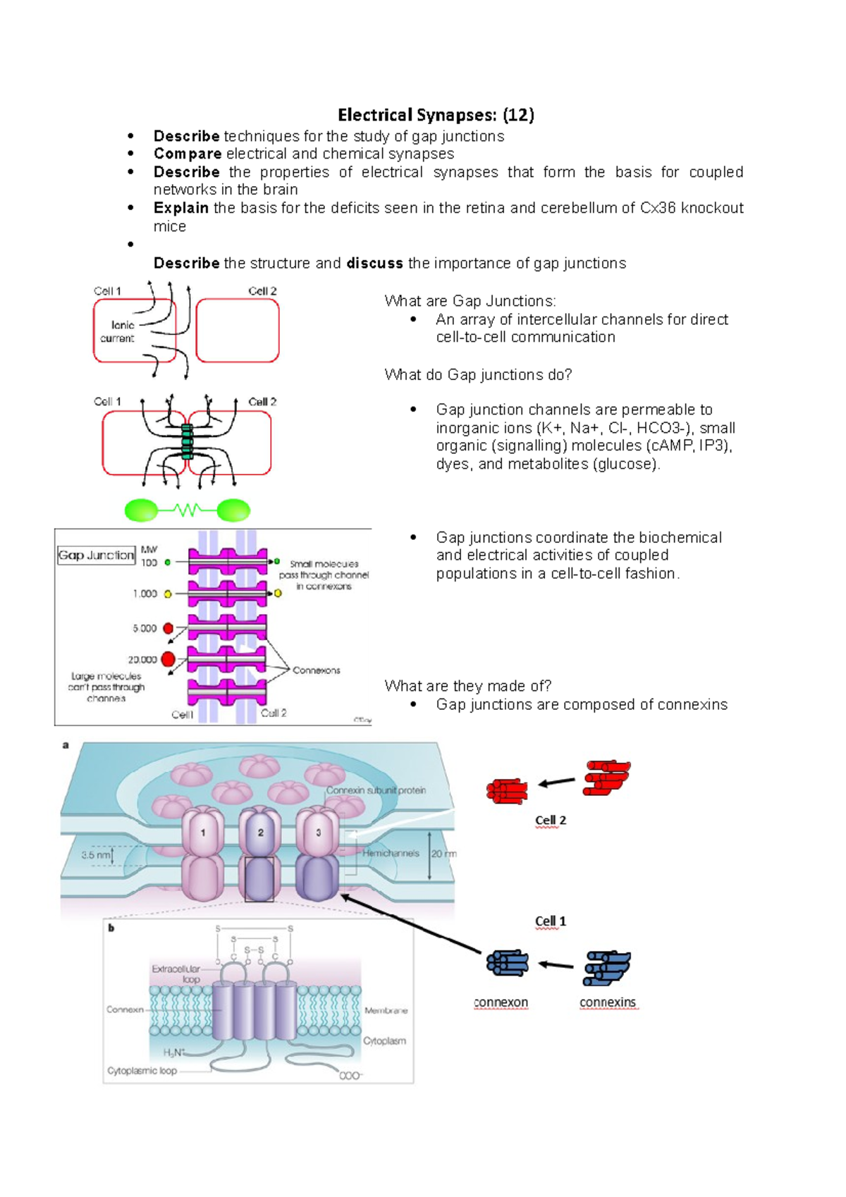 Electrical Synapses (12) Electrical Synapses (12) Describe