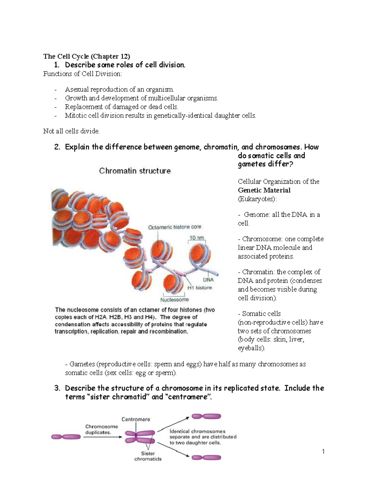 Chapter 12: The Cell Cycle - The Cell Cycle (Chapter 12) 1. Describe ...