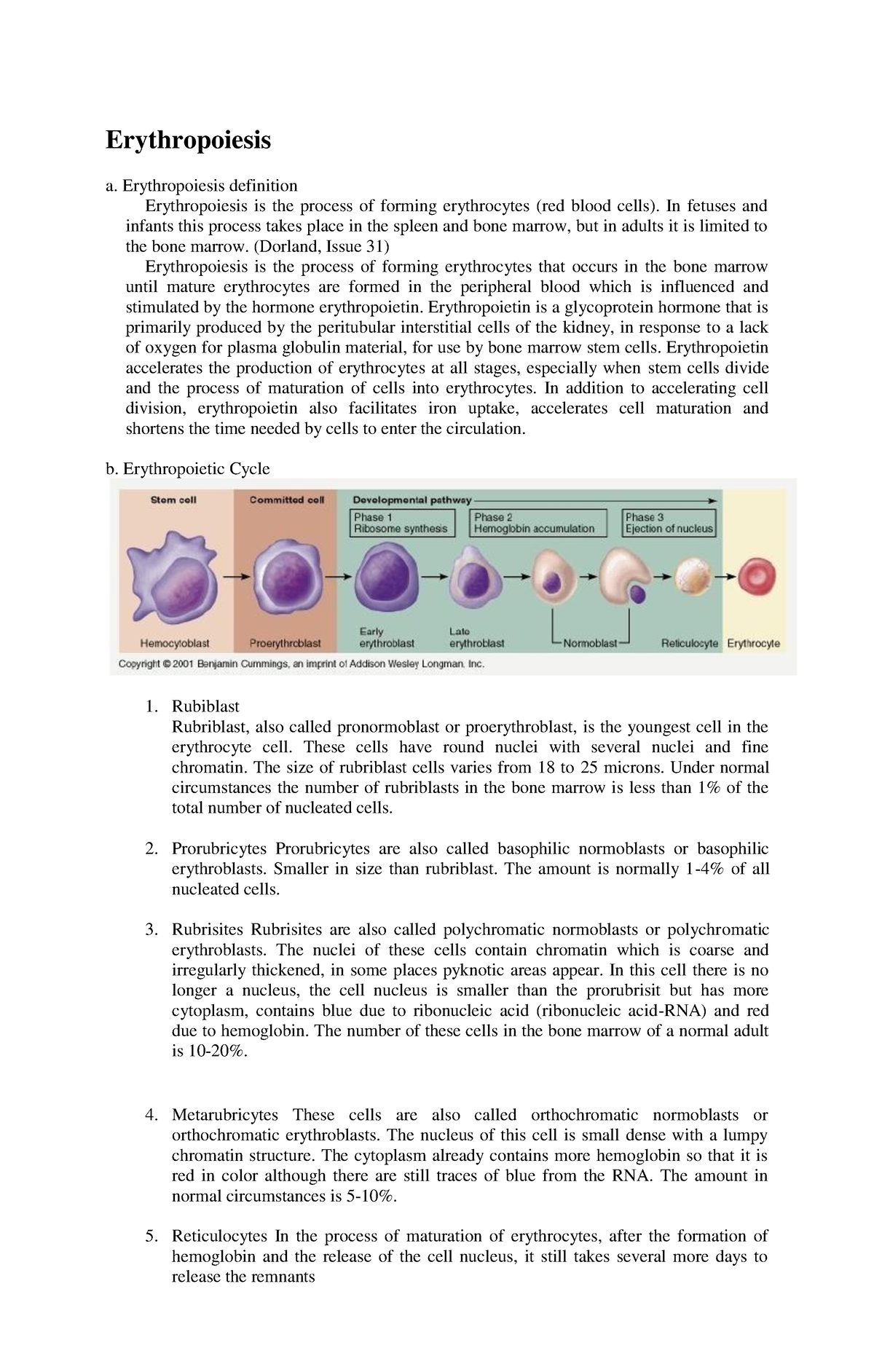 Eritropoesis - Hematology teori - Erythropoiesis a. Erythropoiesis ...