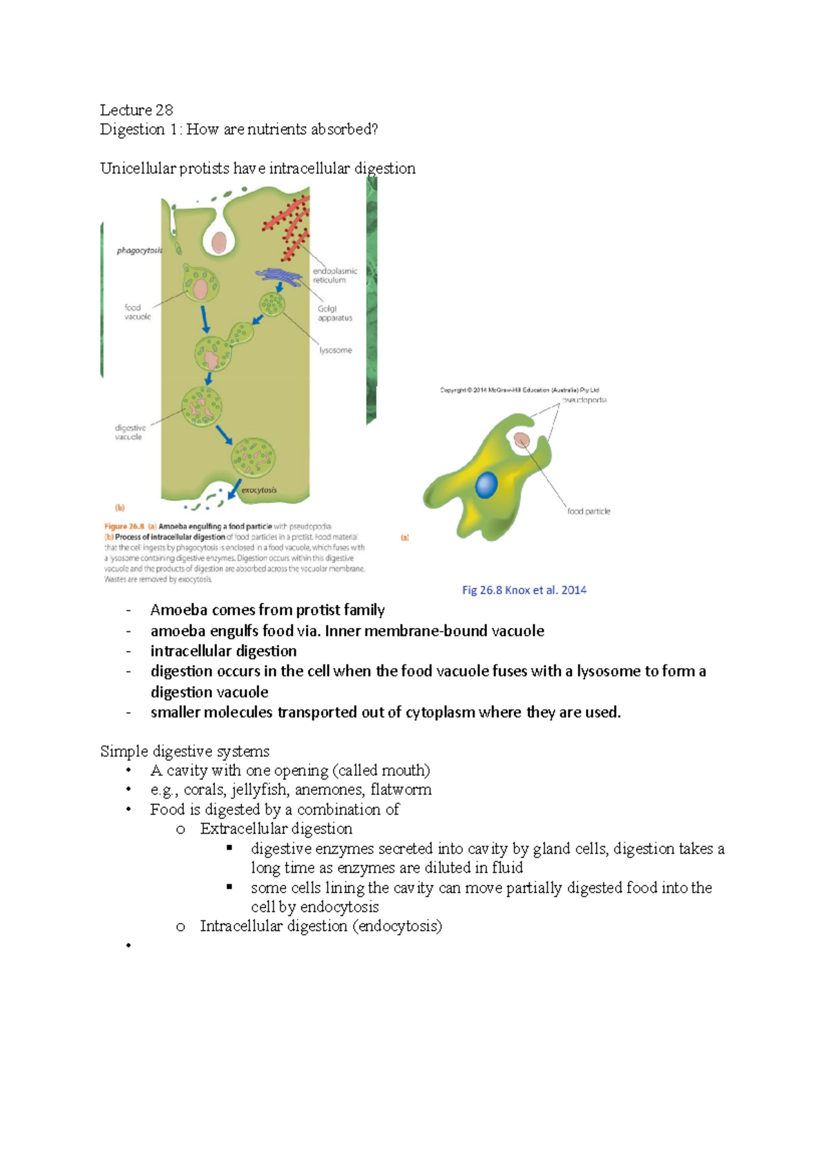 Lecture 28 notes bio Lecture 28 Digestion 1 How are nutrients