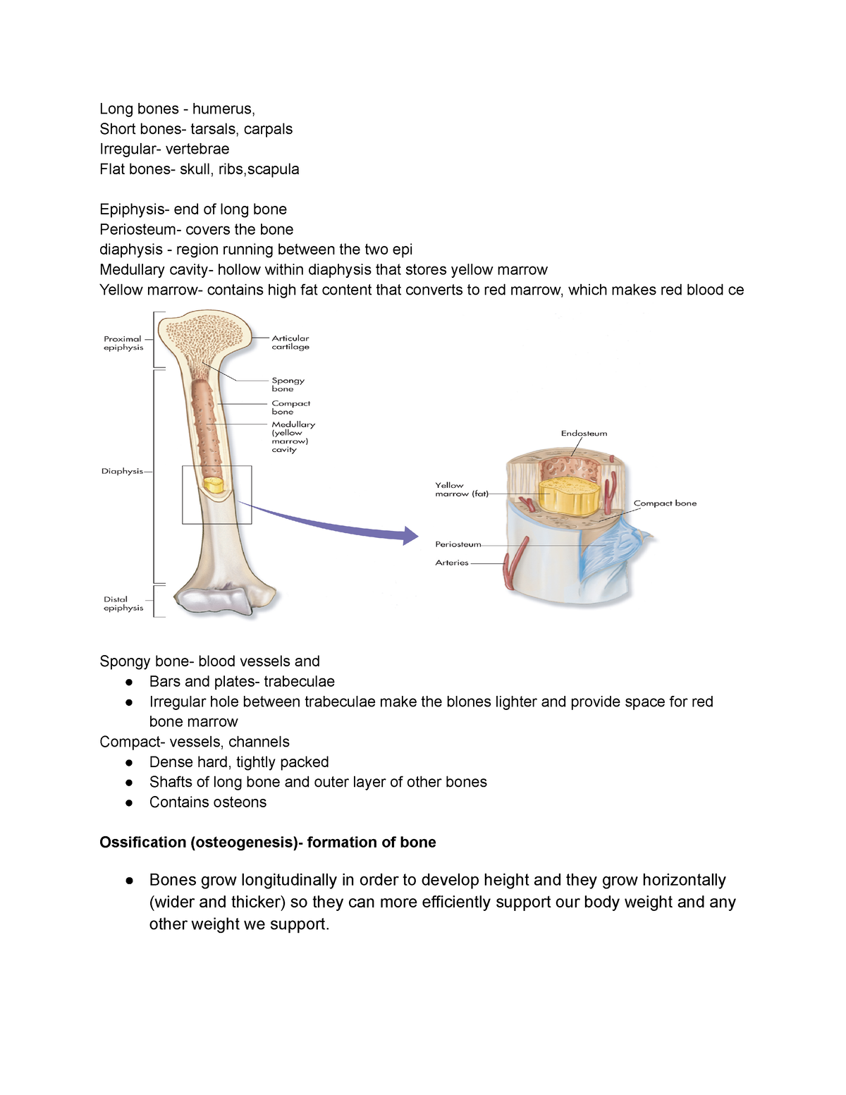 Skeletal system - Long bones - humerus, Short bones- tarsals, carpals ...