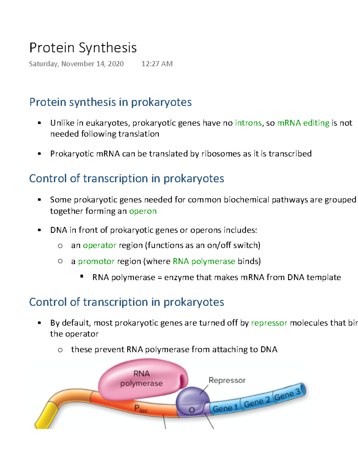 Protein Synthesis notes Protein synthesis in prokaryotes Unlike in
