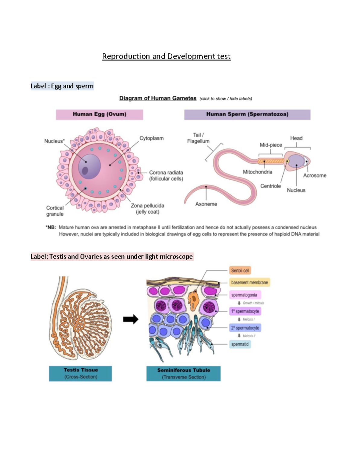 Reproduction and Development test note - 03 55 141 - U of W - Studocu