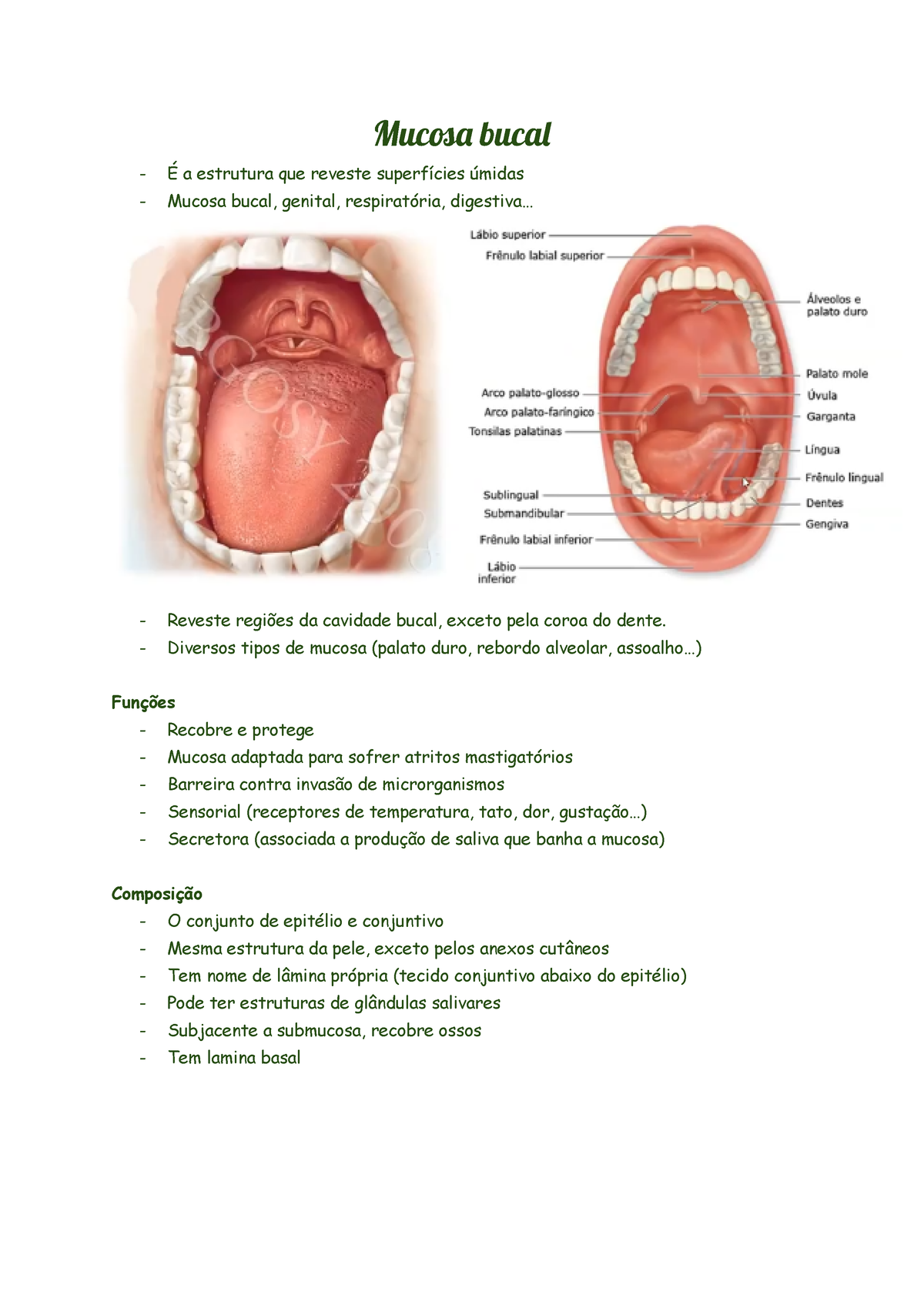 Mucosa bucal Muc buca É a estrutura que reveste superfícies úmidas Mucosa bucal genital