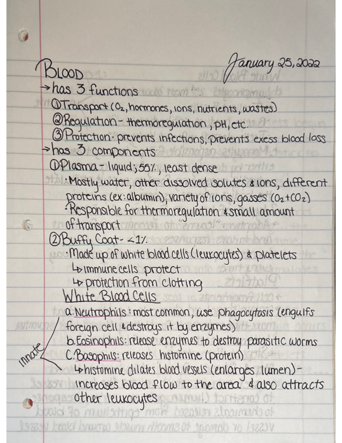 Human Anatomy and Physiology I Blood Lecture Notes - BIOL 2004 - Studocu
