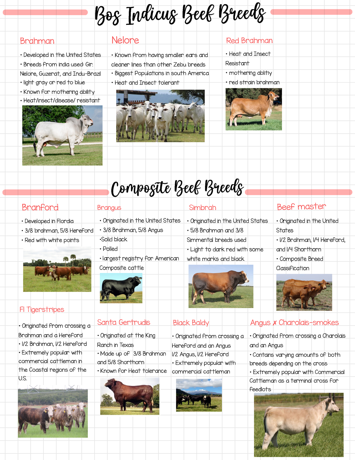 cattle-breeds-2-bos-indicus-beef-breeds-brahman-developed-in-the