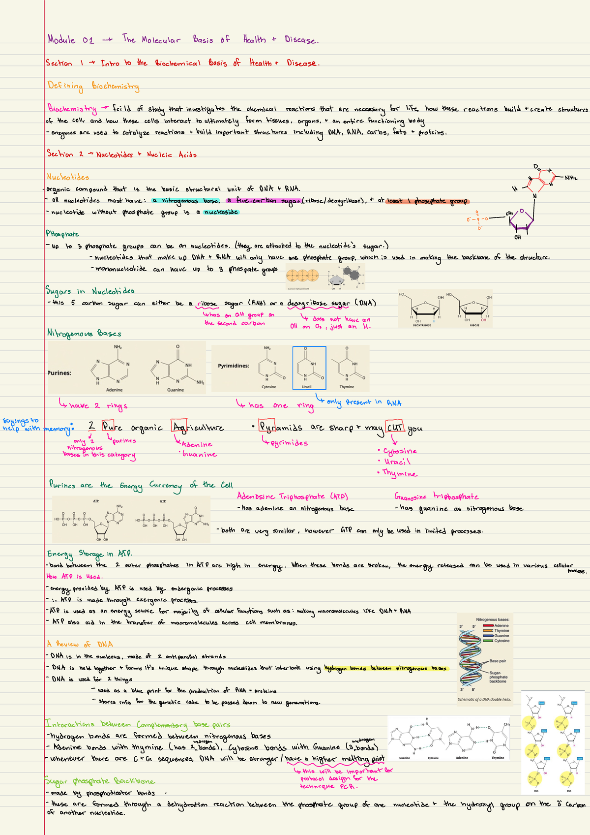 BCHM 270 - MODULE 1 NOTES FOR BCHM 270 - Module 01 -s The Molecular ...