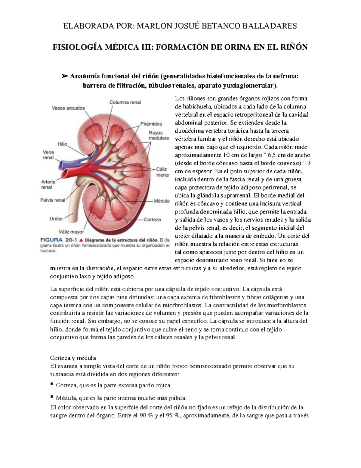 Guía 4. Formación de orina en los riñones - FISIOLOGÍA MÉDICA III ...
