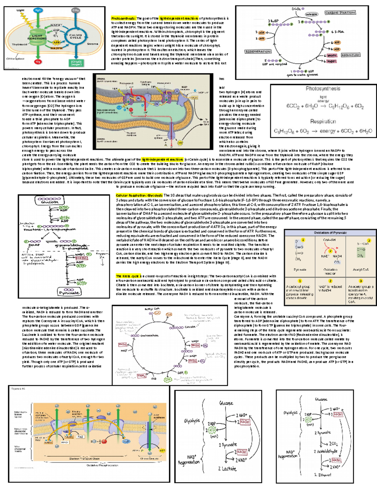 Science Olympiad Cell Biology Cheat Sheet Photosynthesis The goal of