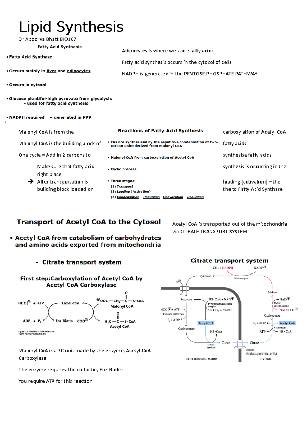 Lipid Synthesis A Module From Metabolism During Year 1 Of   Thumb 1200 1698 